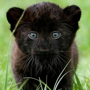 Meet your Posher, Brendan